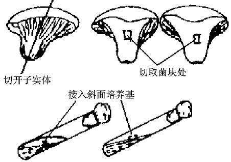 食用菌与分动器的工作原理