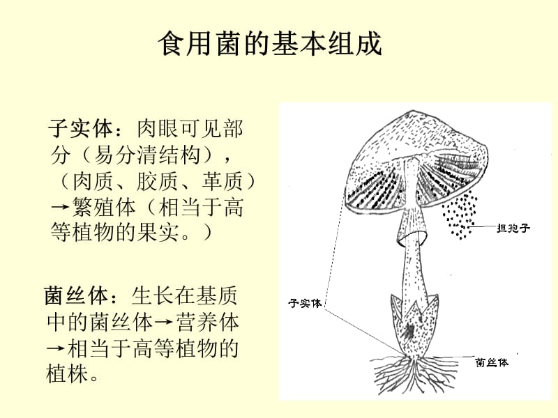 食用菌与分动器的工作原理