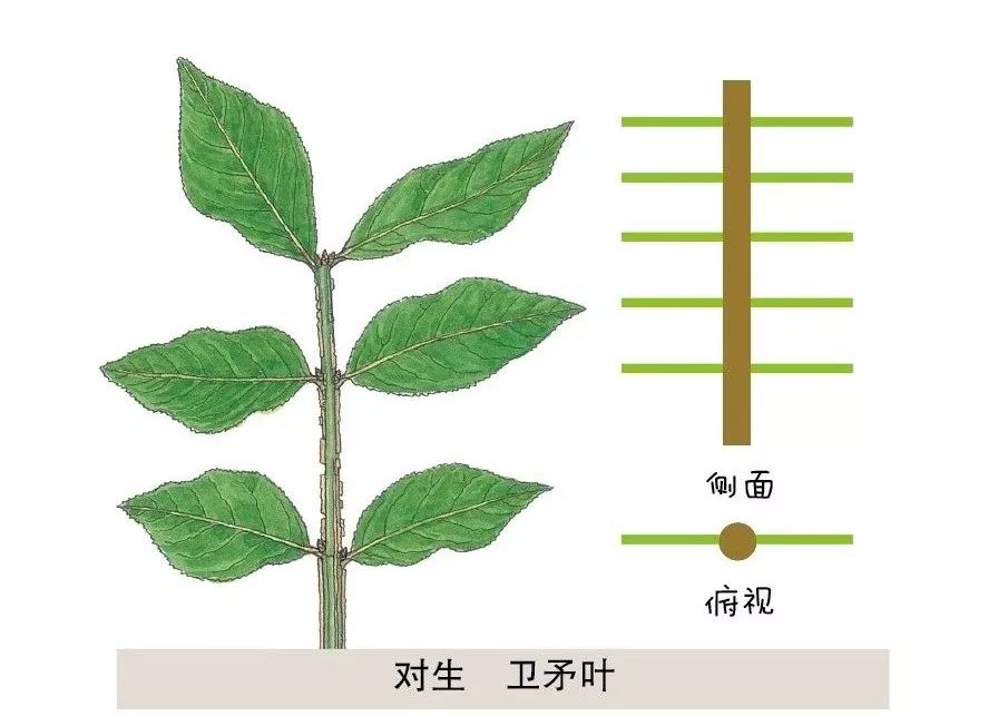 杀虫剂(包括卫生用药)与仿真植物与连接杆跟连杆的区别是什么