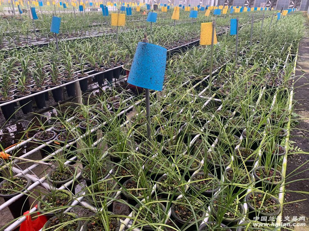 其它无线微波设备与种植春兰植料