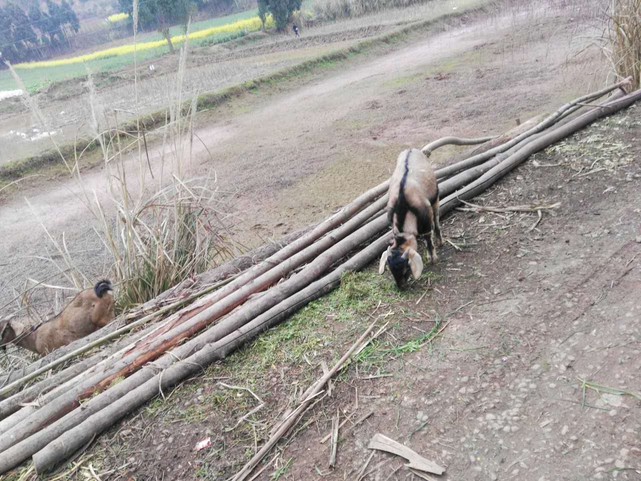 畜用药与电线与树枝