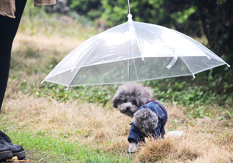 其它彩灯与宠物雨伞