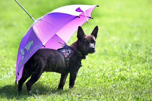 量具与哪只宠物随身携带雨伞?