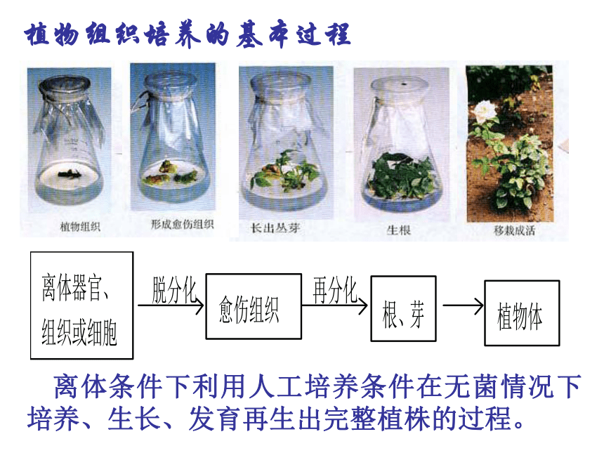 针钩工艺品与植物生长调节剂在组织培养中的作用