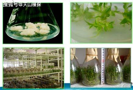 针钩工艺品与植物生长调节剂在组织培养中的作用