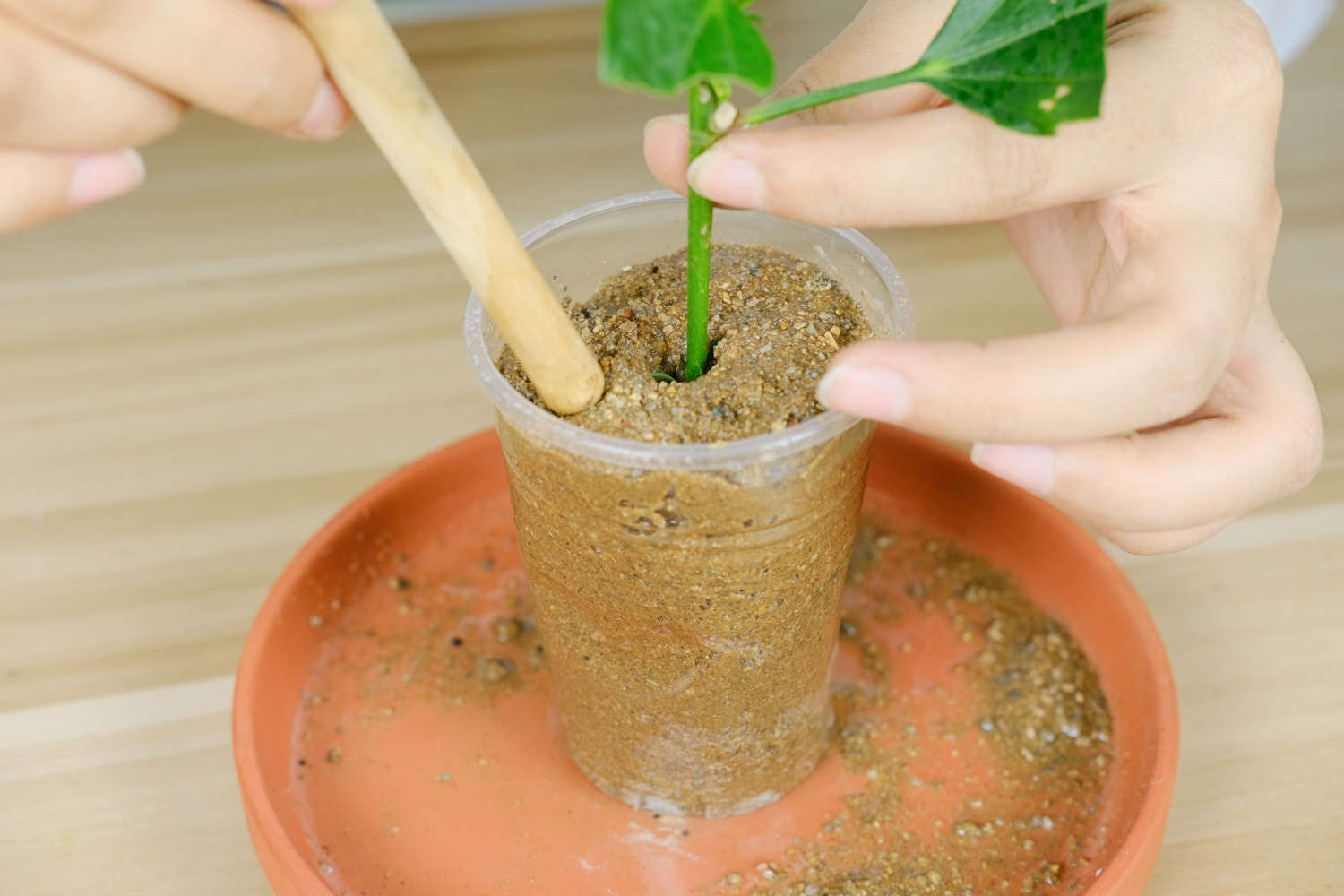 植物生长调节剂与沙子水晶泥