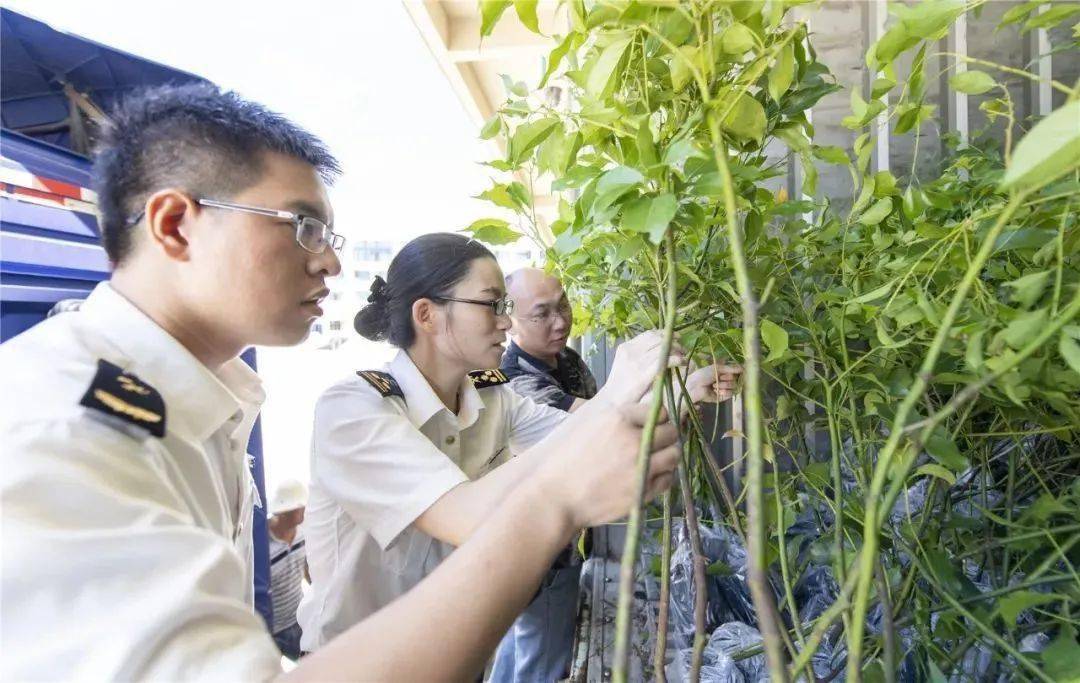 仿真植物与报关商检是什么