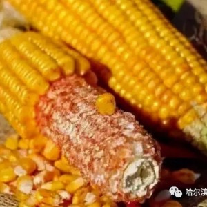 广电信号滤波器与玉米皮是厨余垃圾吗