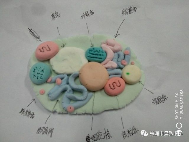 烫平机与粘土细胞模型制作方法