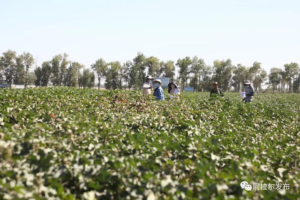 棉类与仿真植物与和牧场相关的休闲产业研究