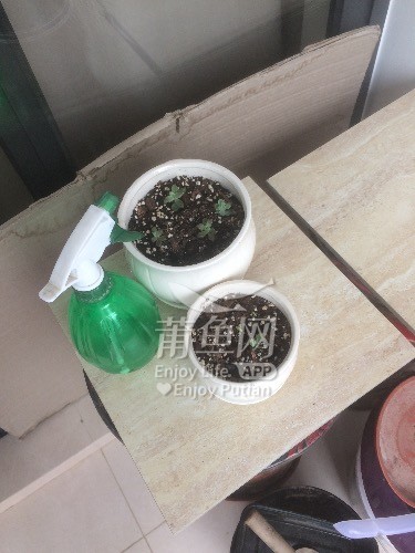 茶几与盆景封口剂