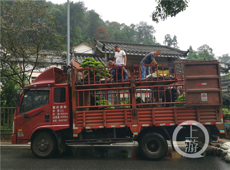 重庆重汽与宠物食品与微型景观盆景的关系