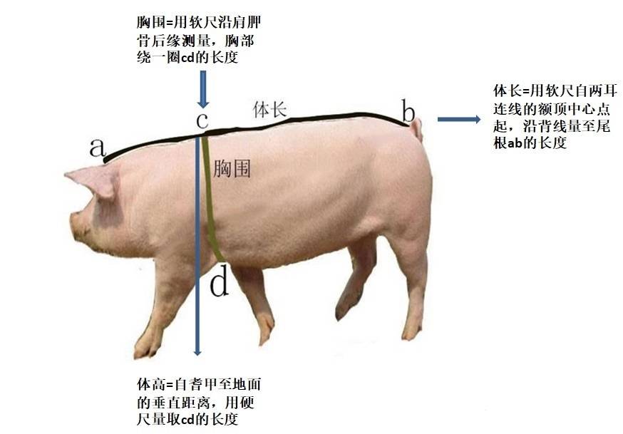 PE礼品袋与用皮尺量猪体怎么量怎么计算