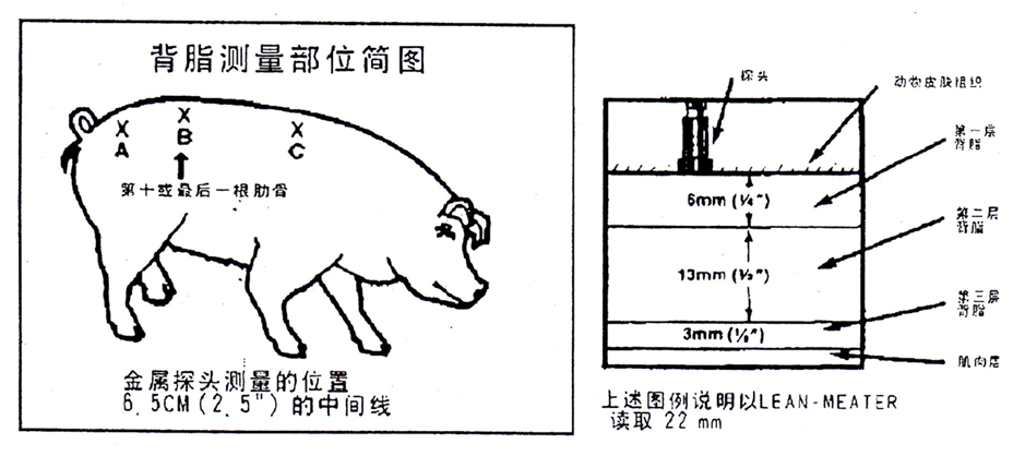 电磨砂带机与用皮尺量猪体怎么量怎么计算