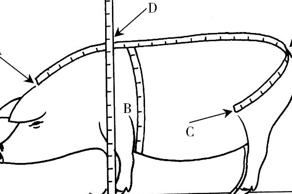 物流管理系统及软件与用皮尺量猪体怎么量怎么计算