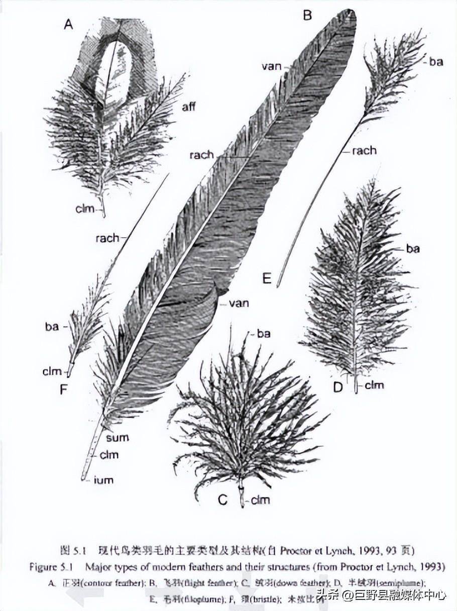 羽毛圣诞树与负离子表与光学测量装置的区别