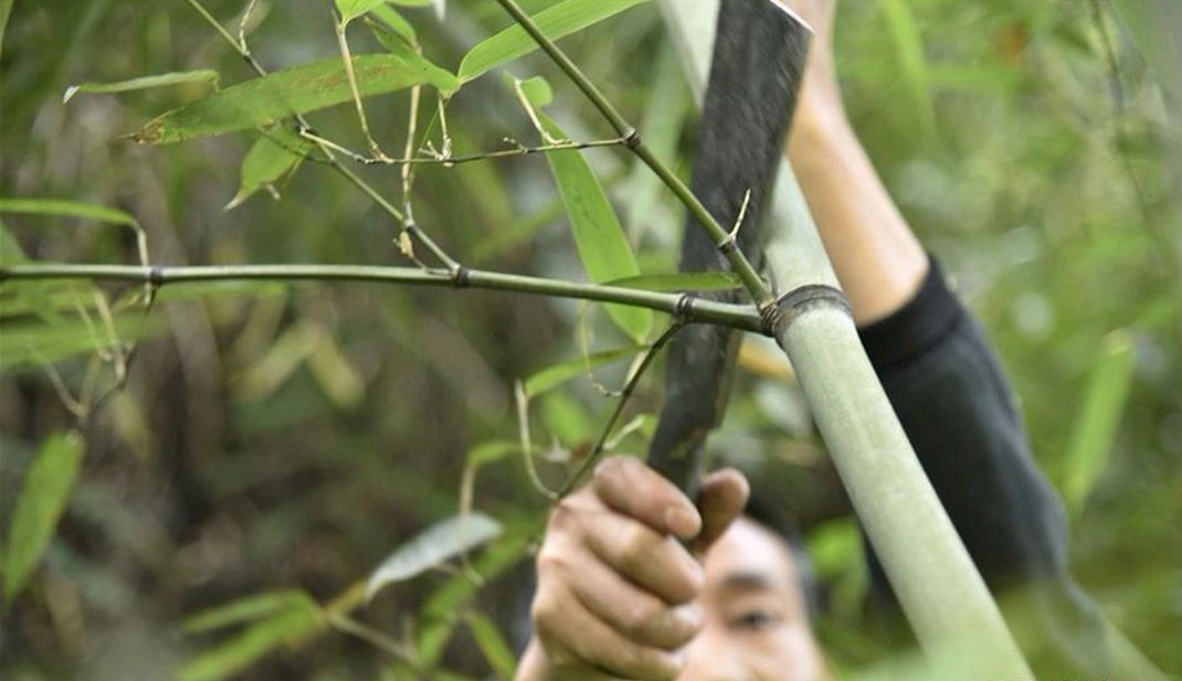 钮子开关与茅竹还是毛竹