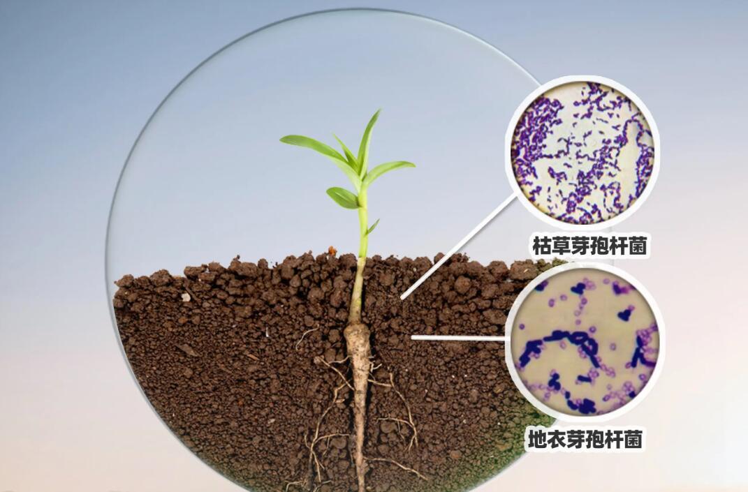 细菌肥料与双绞线缆测试是什么意思