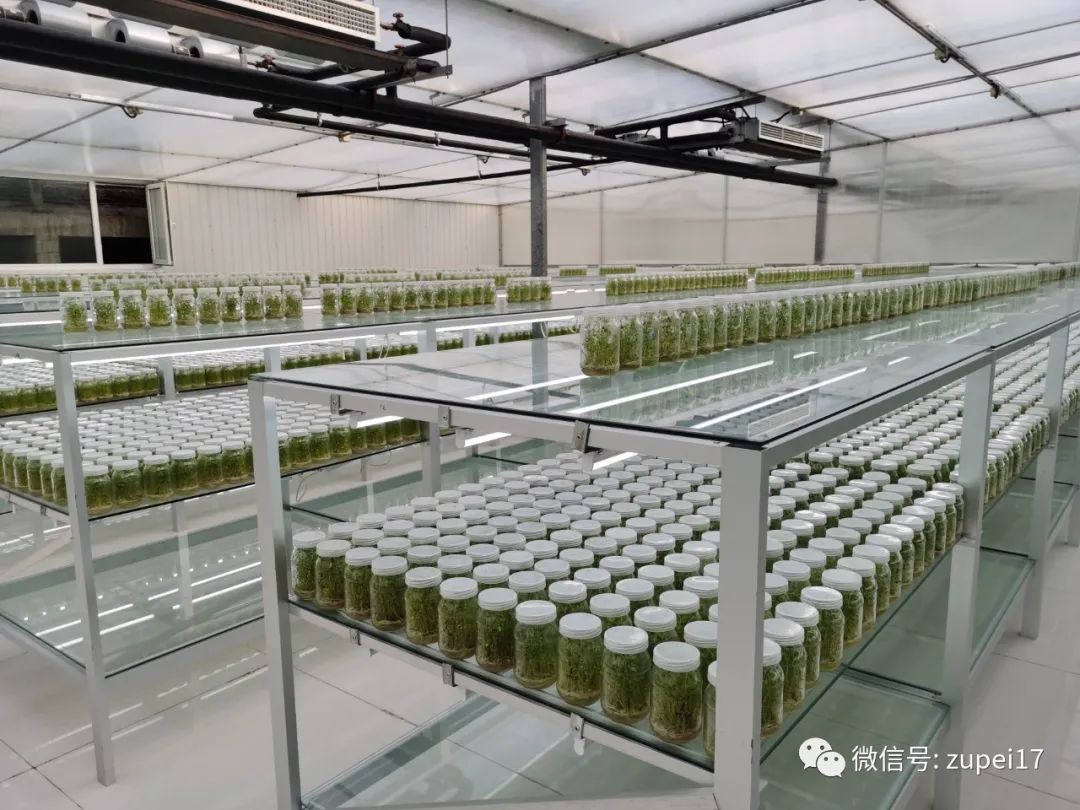 玻璃涂料与种植器械摆放