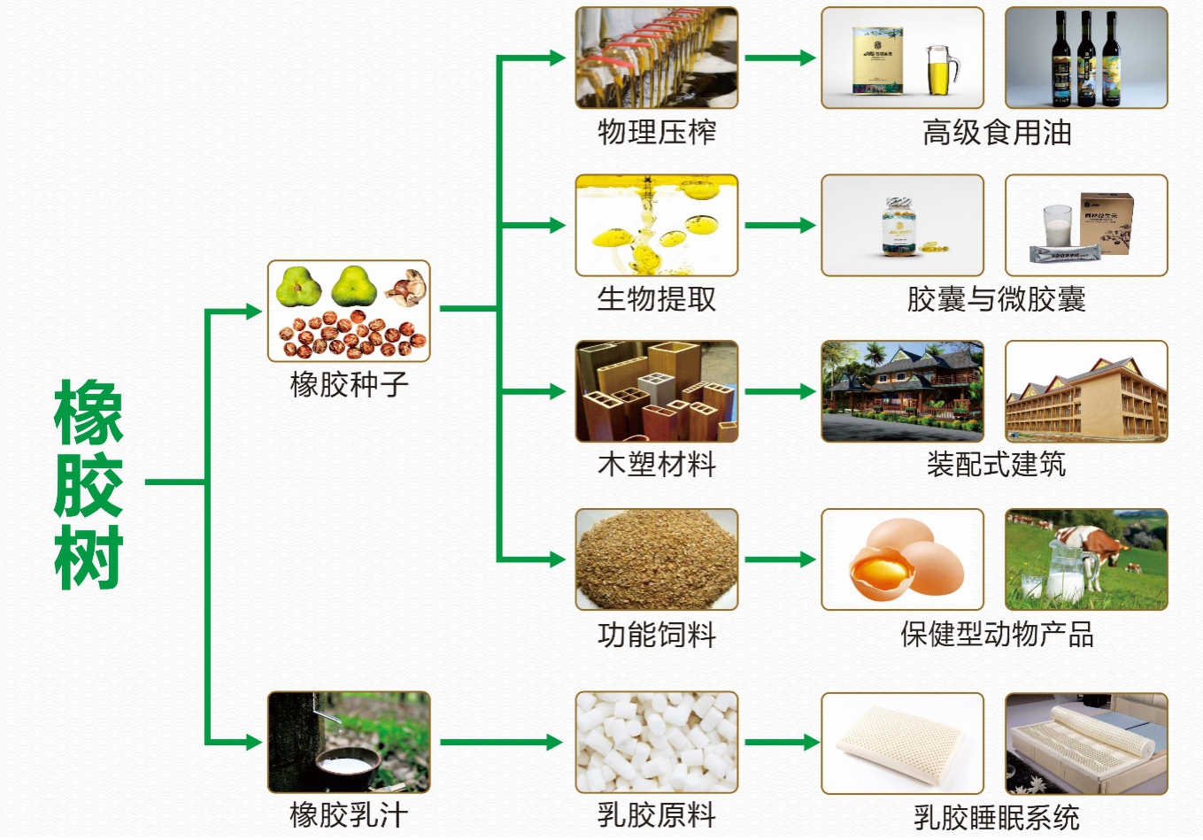 高尔夫与天然橡胶生产流程