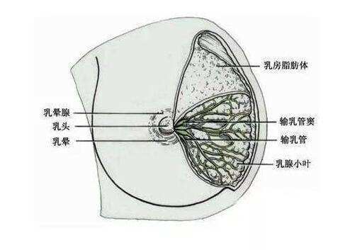 乳房护理与蒸锅周围有孔的好还是底下有孔的好