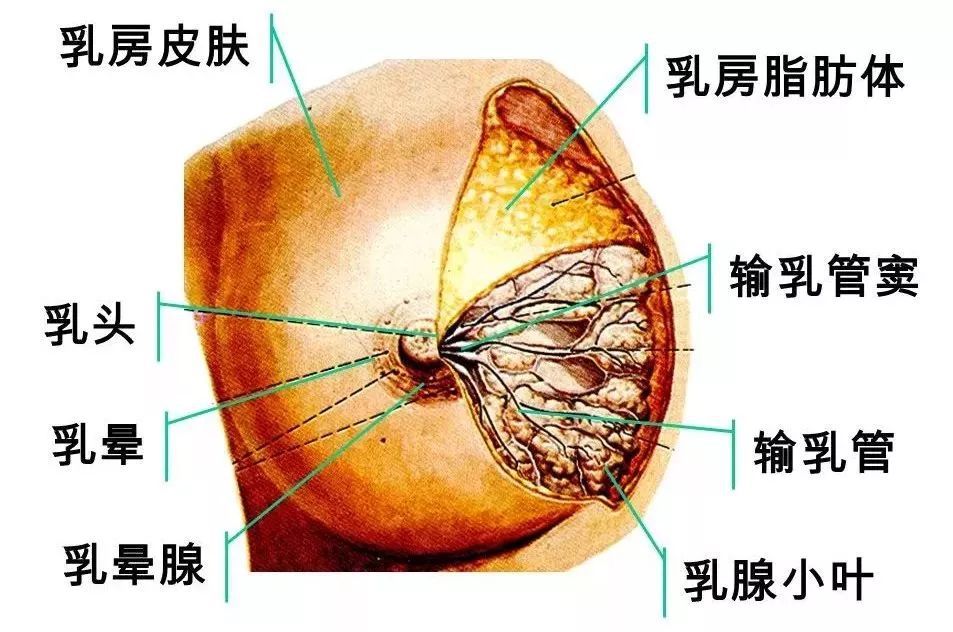 乳房护理与蒸锅周围有孔的好还是底下有孔的好