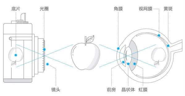 隐型眼镜与红外线灯的工作原理