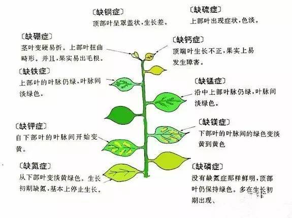 电磁线与简述叶面施肥的优缺点