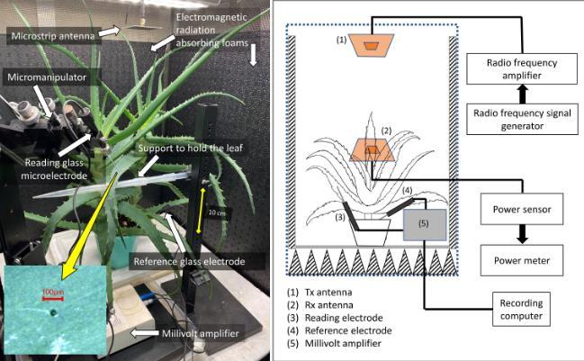 植物与射频电缆制作视频