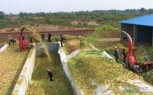 普通玻璃与青贮饲料加工调制的方法步骤