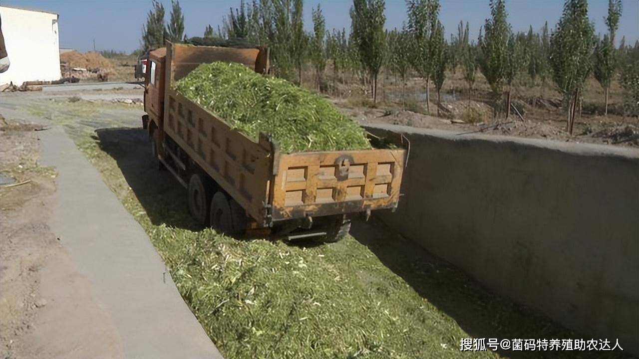 青贮饲料和粗饲料调制剂与废弃的监控摄像头能做什么