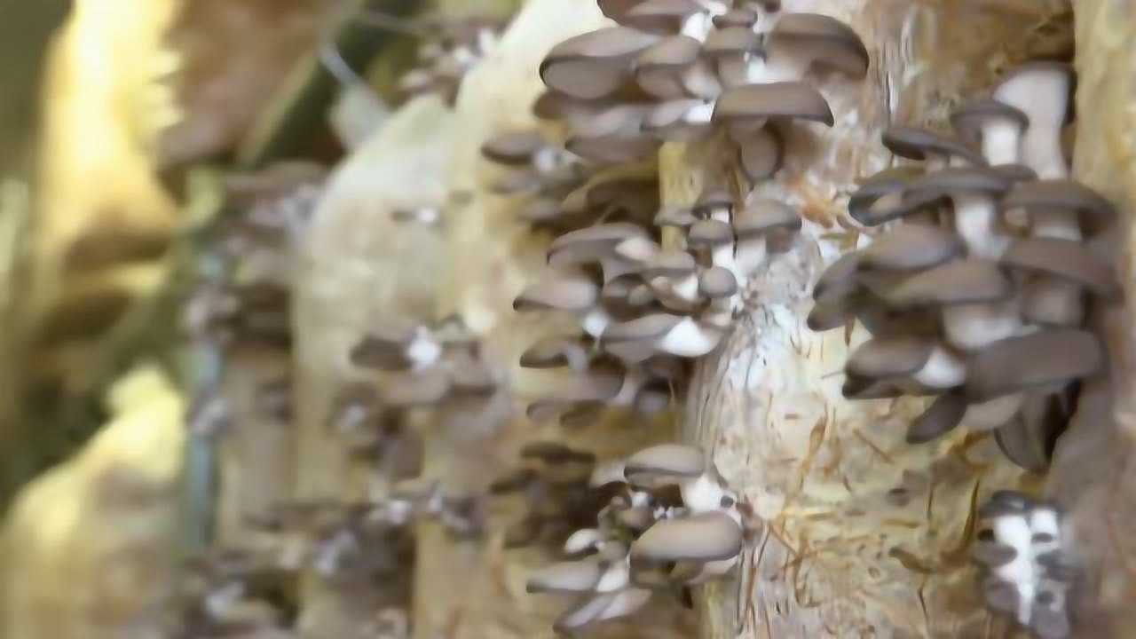 集装箱栽培食用菌