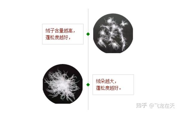 羽绒化学名叫什么