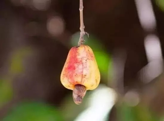 橡胶果油有毒吗