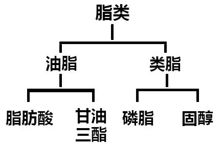 酯类就是脂肪吗