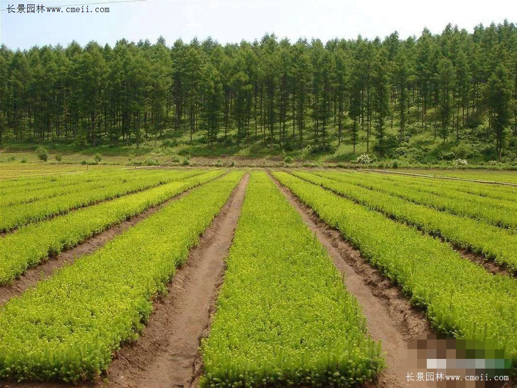 绿化苗木与无机材质的关系