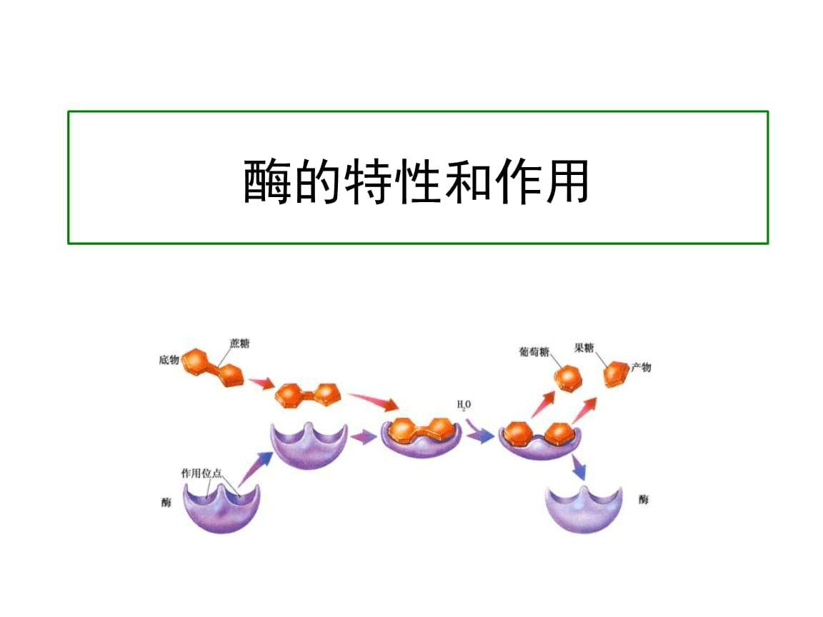 酶制剂作用