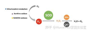 铁做抗氧化剂的原理