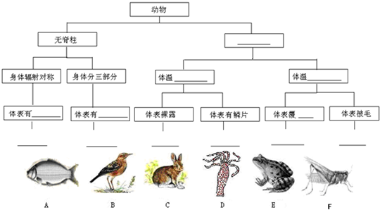 动物分类系统