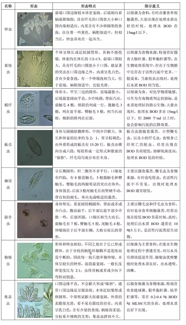 污泥镜检微生物图谱