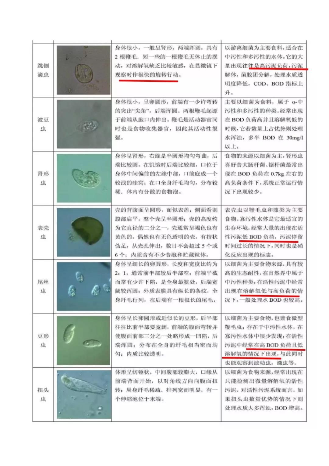 污泥镜检微生物图谱