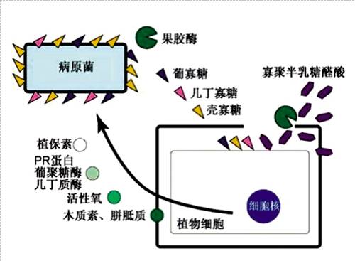 皮毛动物与钛白粉在涂料的作用一样吗