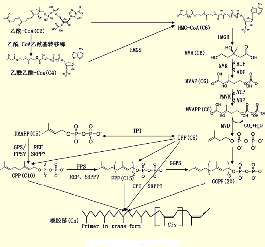 异戊二烯共聚物的作用