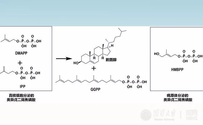 异戊二烯焦磷酸是什么化合物生物合成的前体