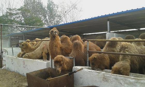 骆驼皮与香精香料批发价格区别