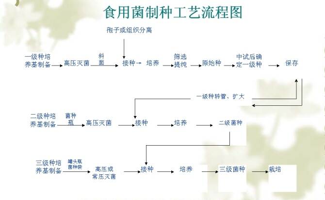 食用菌的工厂化工艺技术流程