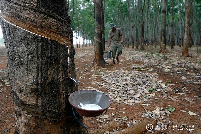 天然橡胶概念