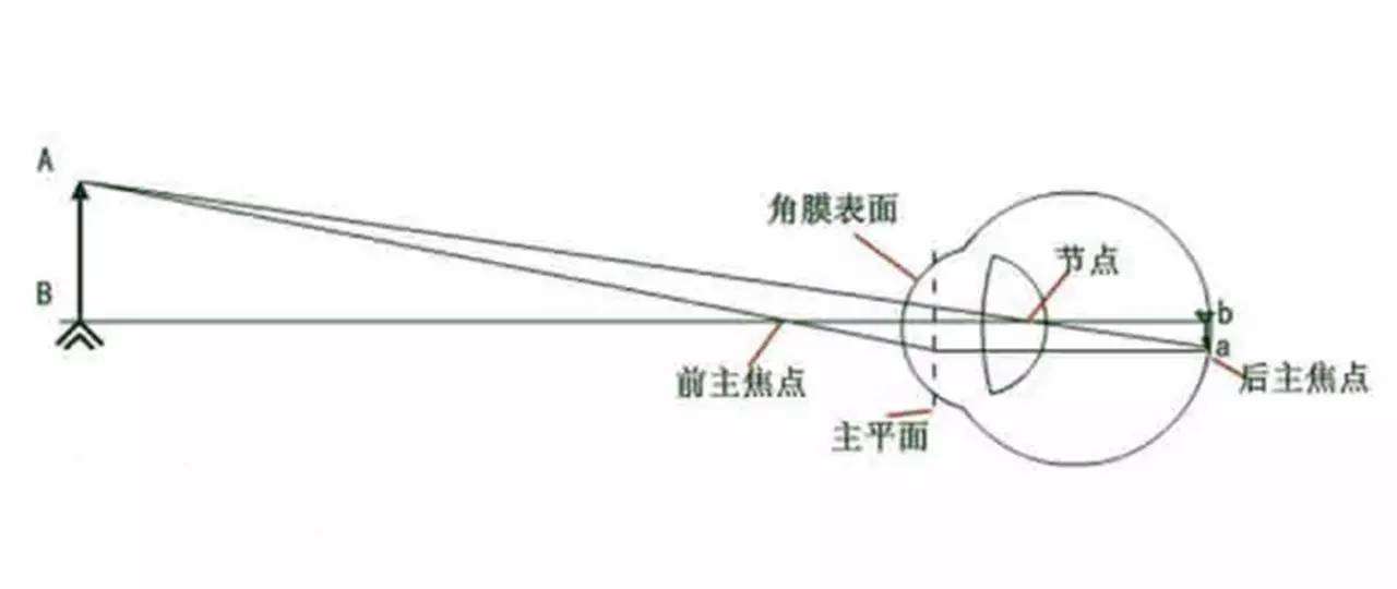 禽类与光学测距仪工作原理一样吗