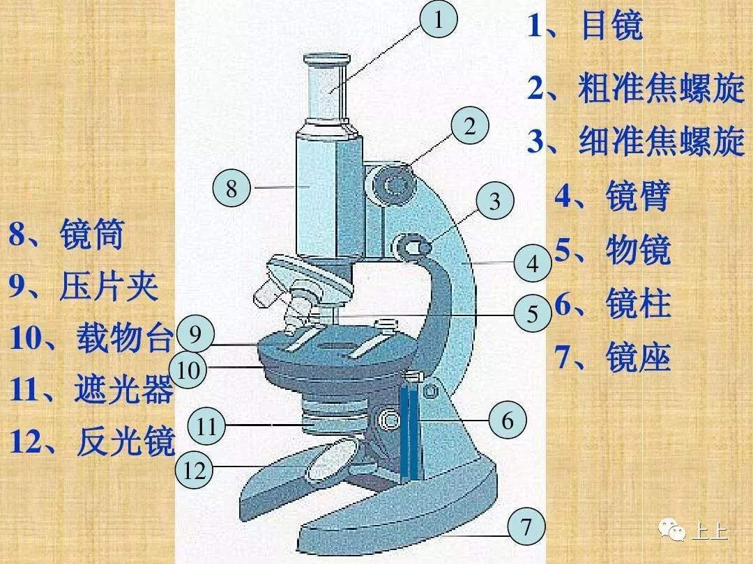 显微镜观察的像与实物的倒正关系