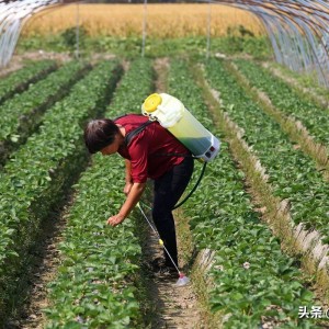 怎样自制农药给蔬菜打药